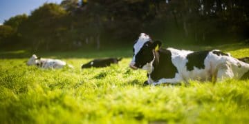 Image of cows lying down in a field, by Andy Kelly on Unsplash