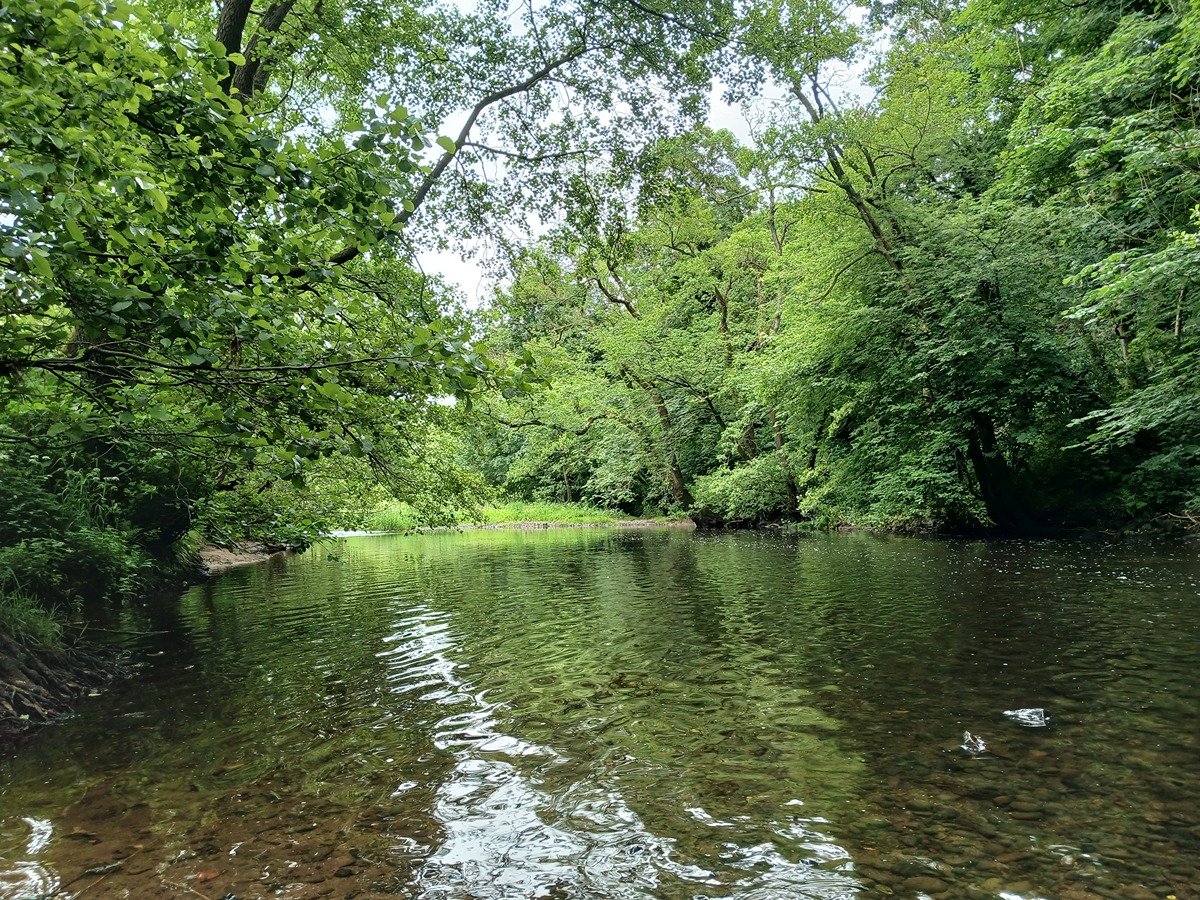 Image is of the river Nidd