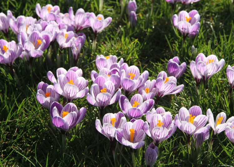 Purple crocuses