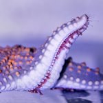 Close up image of starfish waving one tentacle