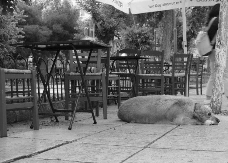 dog laying outdoors by tables and chairs