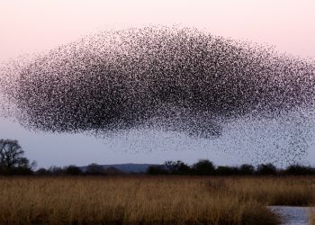a murmur of starlings rising in a large group above a field