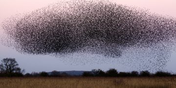 a murmur of starlings rising in a large group above a field