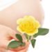 a heavily pregnant belly and a yellow rose
