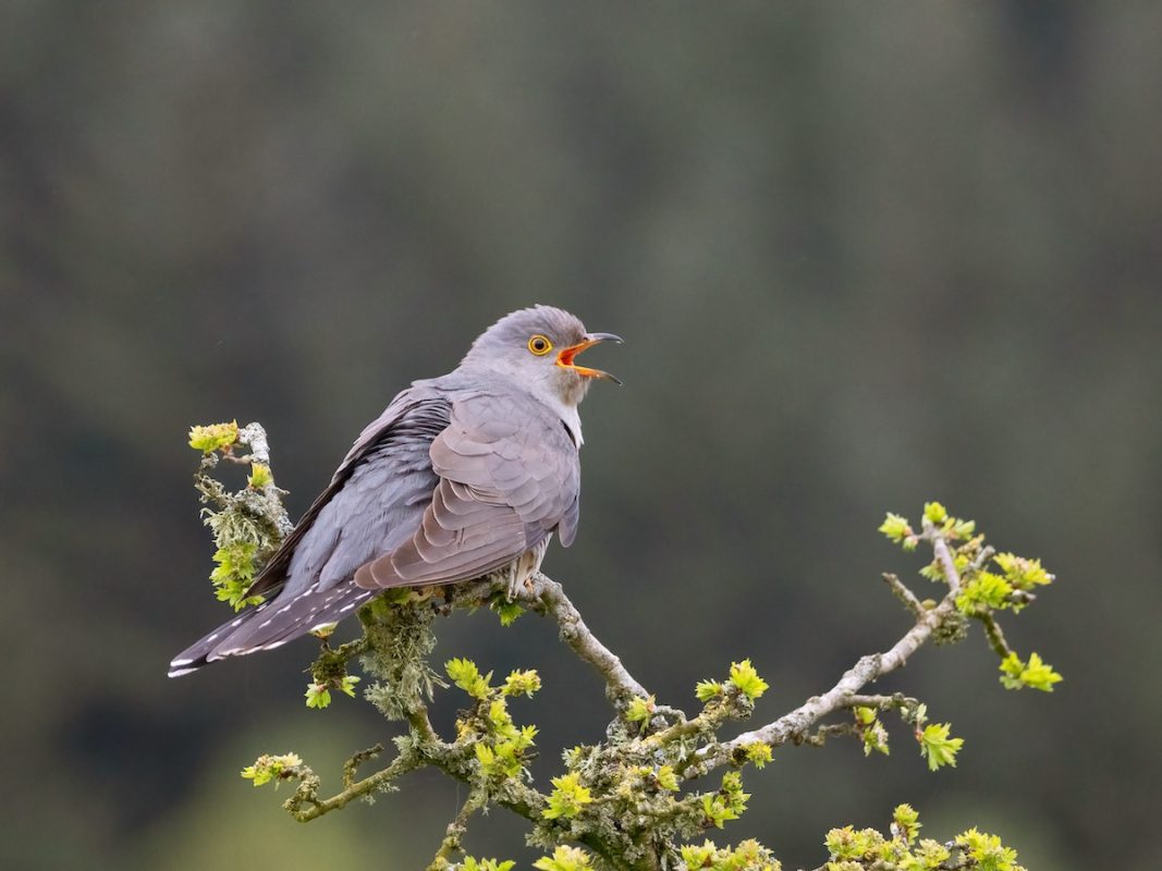 a grey bird, a cuckoo, sits on a branch with small yellow flowers: the bird is calling