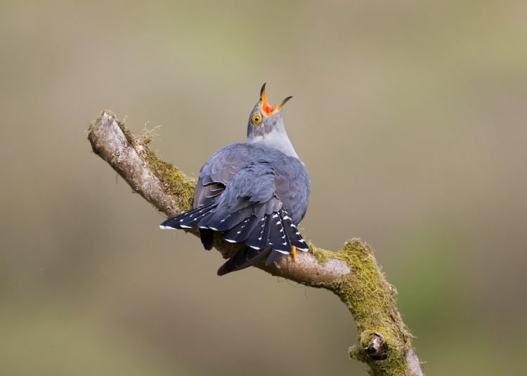 a grey bird, a cuckoo, sits on a branch with its beak open