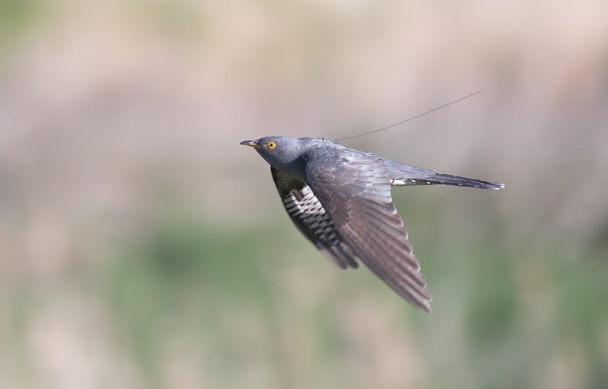 a grey cuckoo flying with a visible tracking tag on its back