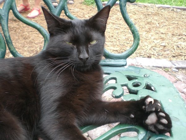 a black cat lounges on a green metal garden chair: the cat’s paw has six toes: these are a special breed of cat, 59 of which live at novelist Ernest Hemingway’s former home in Key West USA