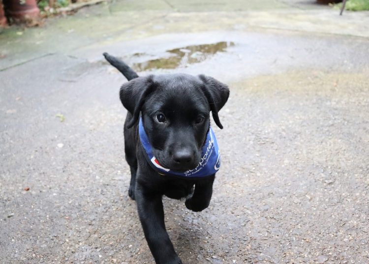 Mooshie, a support dog, provides specialist assistance dogs to people living with autism, physical disabilities and epilepsy.